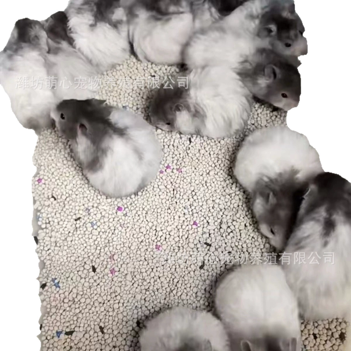 Curly Poly Plush Hamster Toy, Realistic Fur, Assorted Styles (10×5×5 cm)
