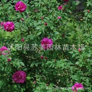 Yellow Thorn Rose Seedlings, Yellow Thorn Plum Seedlings, Red Thorn Rose Seedlings, Courtyard House Double-Petaled Cold-Resistant and Drought-Resistant Engineering Greening Seedlings