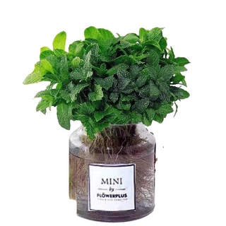 薄荷盆栽室内水培植物可食用柠檬薄荷叶迷迭香驱蚊草好养水生绿植