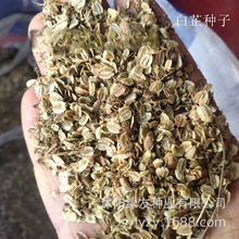 草籽公司批发药材种籽白芷种子当年新种子四季易播食用种子