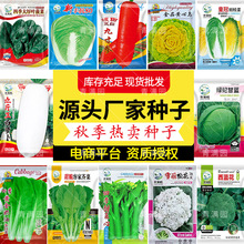 精选秋冬季畅销蔬菜种子当季热卖品种香菜红萝卜包菜甜菜心西兰花