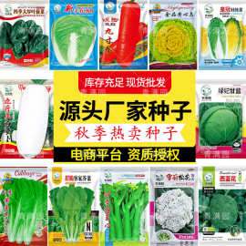 精选秋冬季畅销蔬菜种子当季热卖品种香菜红萝卜包菜甜菜心西兰花