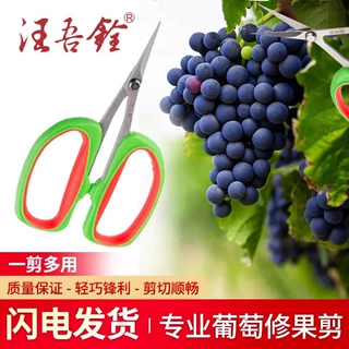 2107翘头剪刀专业葡萄剪不锈钢树枝修枝剪采摘葡萄水果园艺家用花