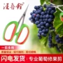 专业采摘家用2107剪刀