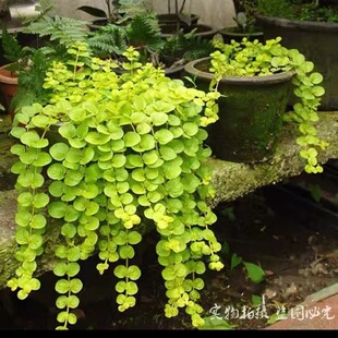 多功能省空间鞋架