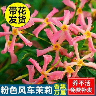 ��ɫ�L܇���������̨ͥԺ�͟��r������ֲ����⻨�@�쾰���ܾGֲ