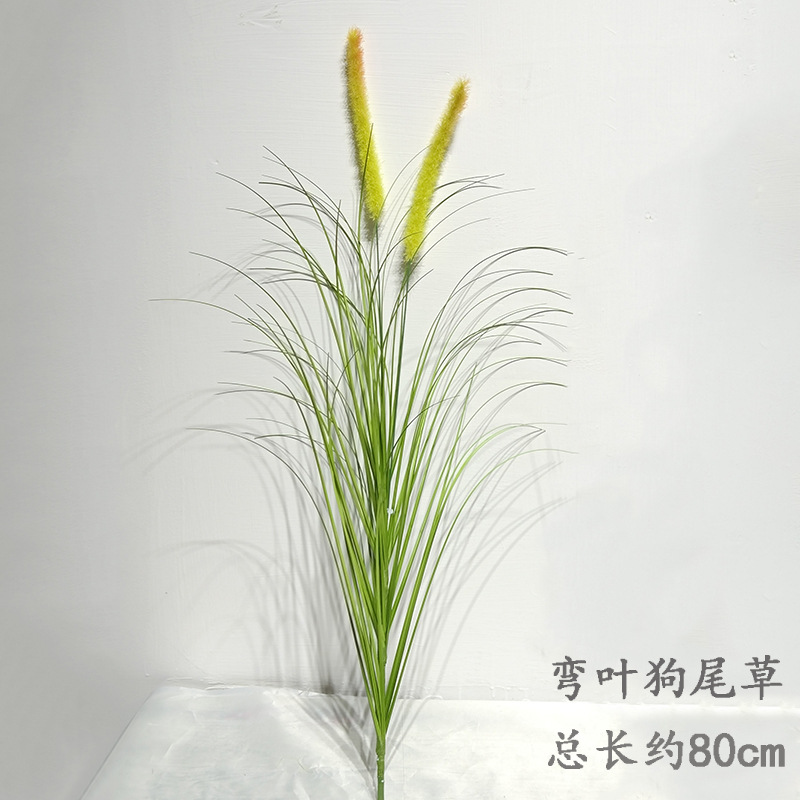 5 ramas de hierba corntail con hojas curvas