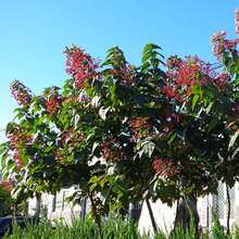 ���ݳ�ɽ�G���������l ̩����ľ�������ݳ�ɽ�� ���ݳ�ɽ�r��