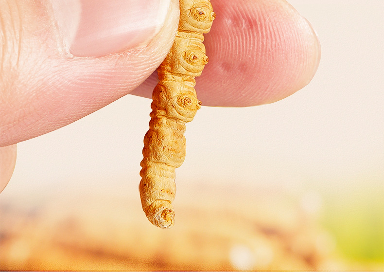 Cordyceps Sinensis Dong Chong Xia Cao Whole Dried Caterpillar Fungus Gift Box 60 Pieces Culinary Herbal Tonic specifications