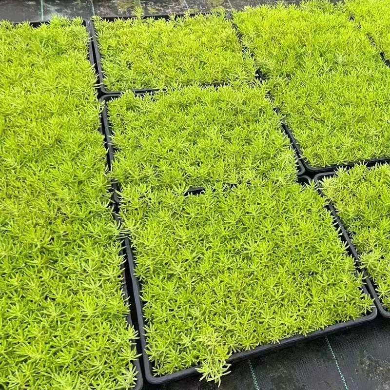 Fortierahs дерн Золотые листья проезжая по дороге желтая трава Wannian китайский седум Fortierahs рассадка крыша зеленое плоское растение