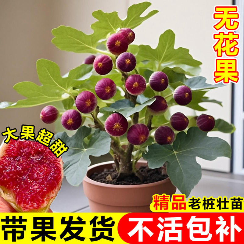无花果树果苗波姬红老桩特大苗盆栽四季种植好养水果树苗阳台庭院