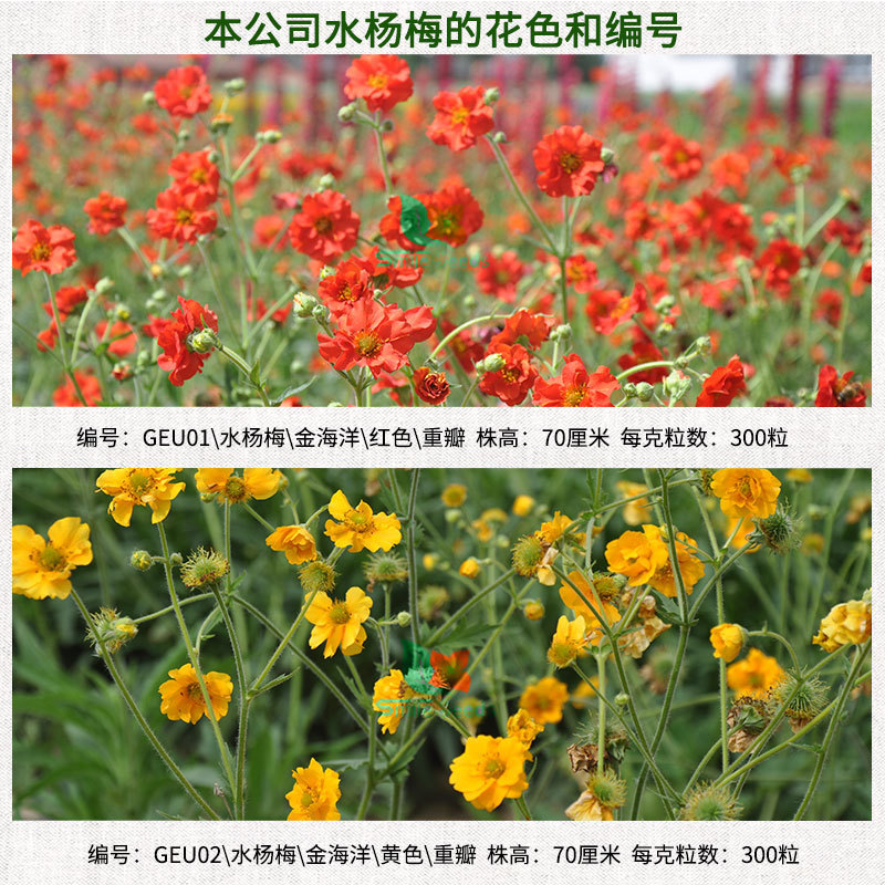 四季サボテンシード、路肩の緑の種子、多年生植物、景観緑化、手入れが簡単な種子、耐熱性|undefined