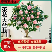 һlɽ軨Ԙ玧ɫ൤ļ_ֲ҃