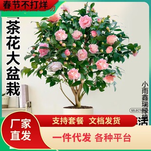 һ�����l����ɽ�軨���Ԙ��玧������ɫ�൤�ļ��_�����҃�ֲ���