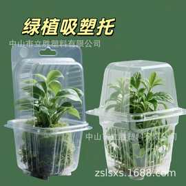 花卉绿植吸塑内托塑料盒 快递运输植物吸塑托盘 吸塑包装盒子批发