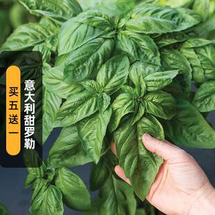 Italian Sweet Basil Seeds Large-Leaf Nine-Story Pagoda Broad-Leaf Golden Vanilla Seeds Outdoor Balcony Potted Spring Sowing