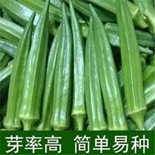 ������N�ӡ��ļ����N�߮a�S������r���̨ͥԺ�߲˷N��������r