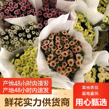 小雏菊鲜花小菊鲜花批发云南昆明基地鲜花直批婚庆布置摆摊用花