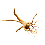 Рыба бака ландшафт Shenmu маленький корень Qi водные ландшафтные ландшафтные дерево маленькие корни корни дерева