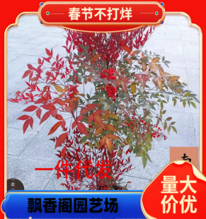 һ�����l���������Ԙ�������������҃��Ϙ��辰ͥԺ�^�~���ܾGֲ