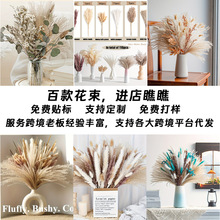 ���R�d�羳�����ٿ�pampasϵ�л�����ϏS��DIY������l�Ҿ��b�