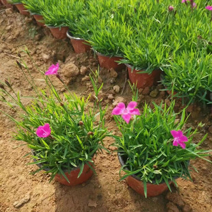 Potted European Carnation That Blooms in All Seasons. European Carnation Seedlings Can Be Used as an Alternative to Lawn Greening. European Carnation Seedlings Can Be Used as a Flower Sea Base for Wholesale