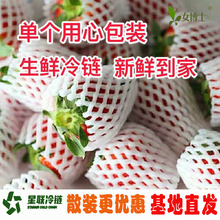 云南高原四季酸草莓商用新鲜水果散装基地直发茶饮现货烘焙烧仙草