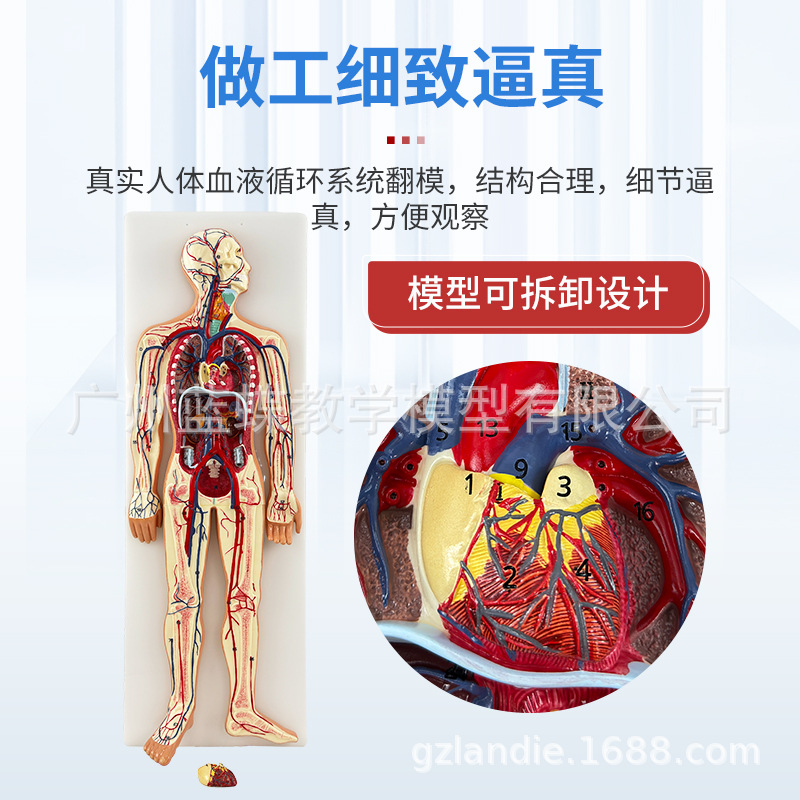 ҽѧ����ѪҺѭ��ϵͳģ��������������Ѫ�ܶ�����ϵͳ���ʽ̾�