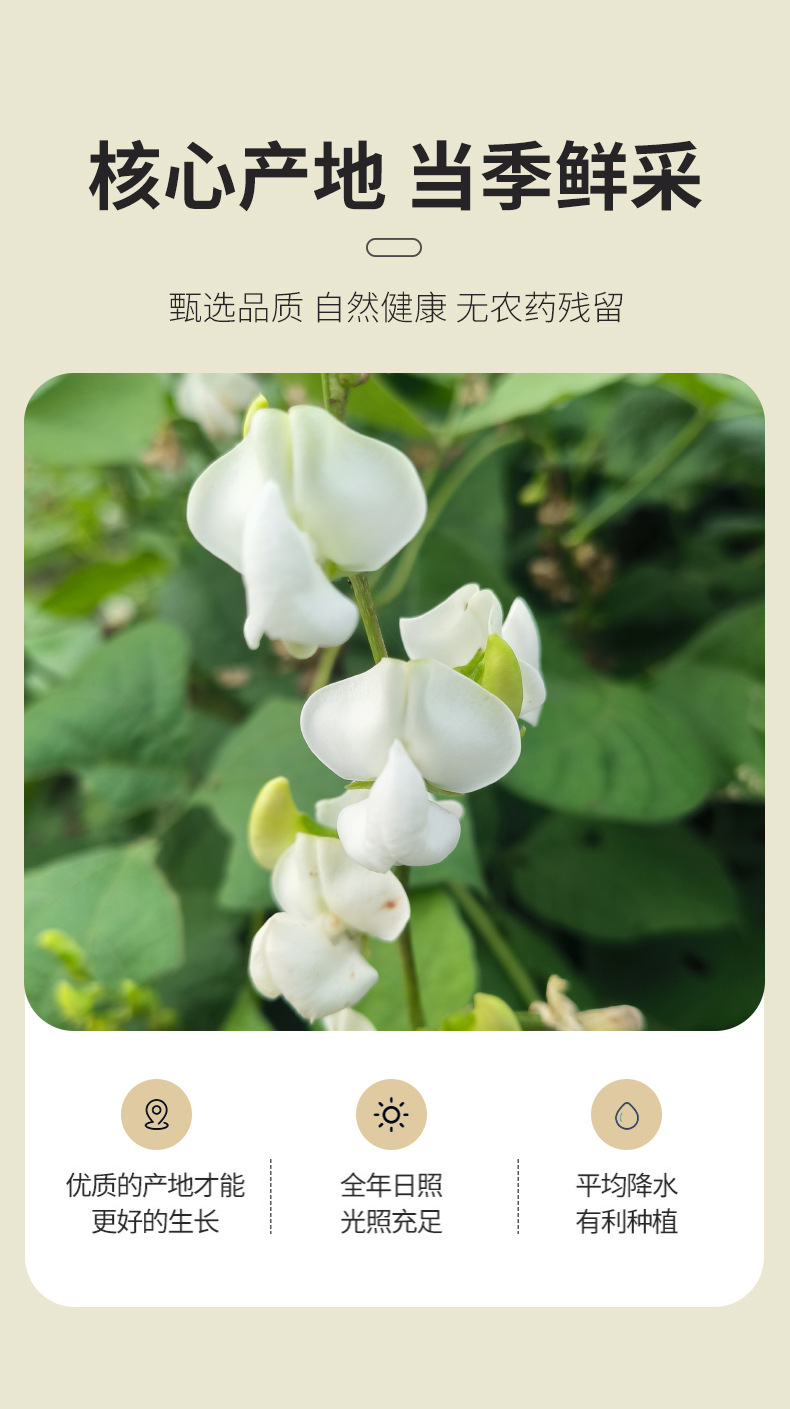White Bean Flower 500g Dried Bian Dou Hua Herbal Tea Ingredient Low Temperature Dried quality and texture