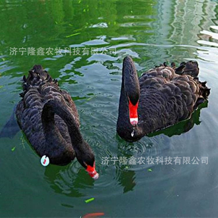 Сколько стоит взрослый просмотр черного лебедя