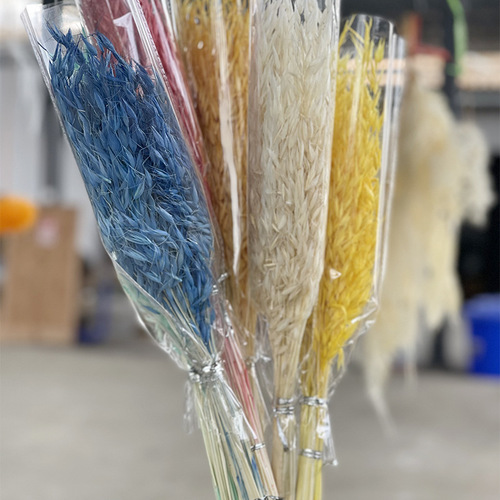 Oatmeal dried flower guest restaurant home decoration DIY material wholesale bouquet creative internet-famous photo prop preserved flower
