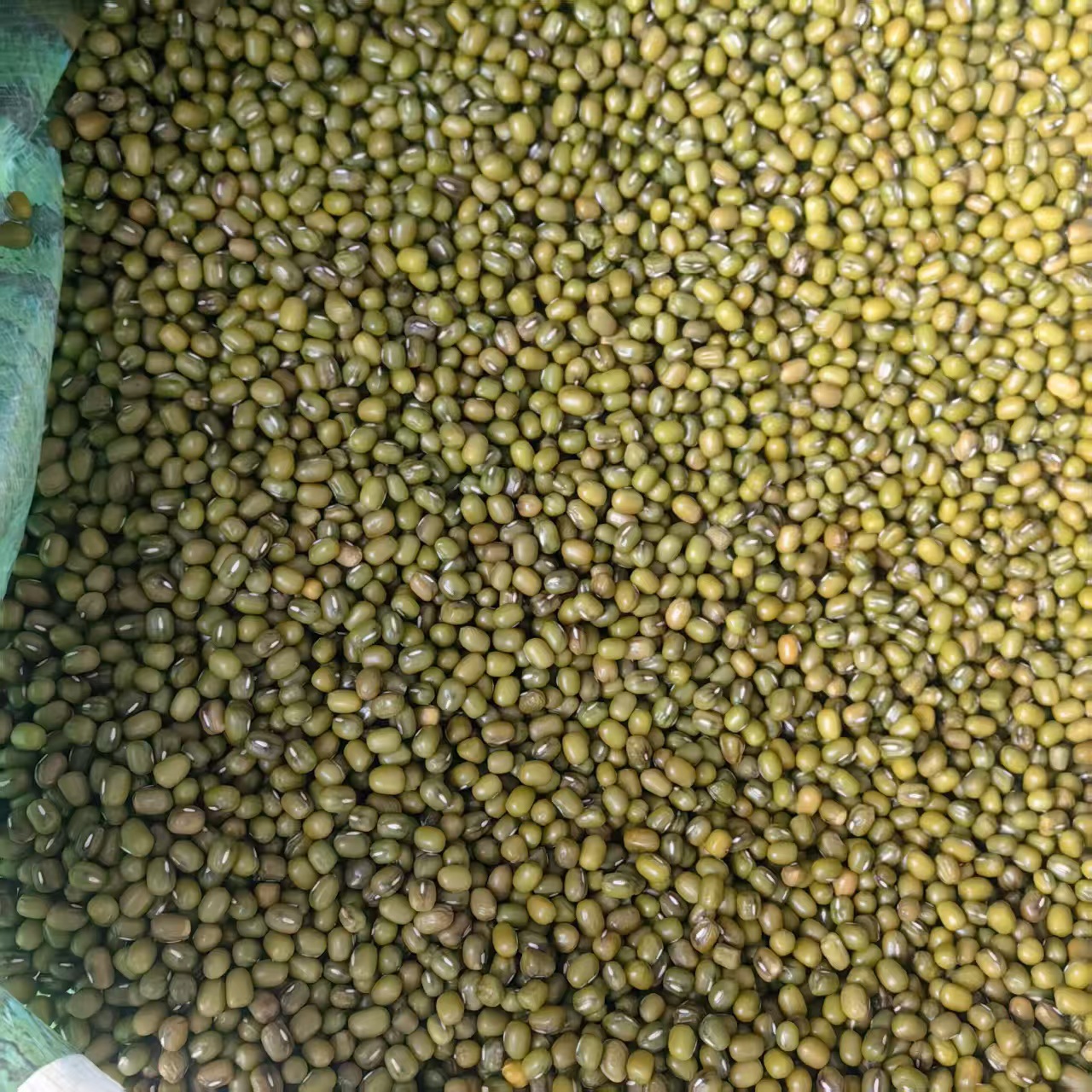 Northeast Mung Bean 2025 New Crop Lu Dou 500g 1000g Clean Culinary Green Beans for Soup Congee and Summer Drinks quality and texture