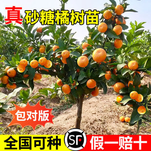 ɳ�ǽ��Ә������ڏV��ɰ���٘����Ϸ������Nֲ�޽ӟo�����Ә����