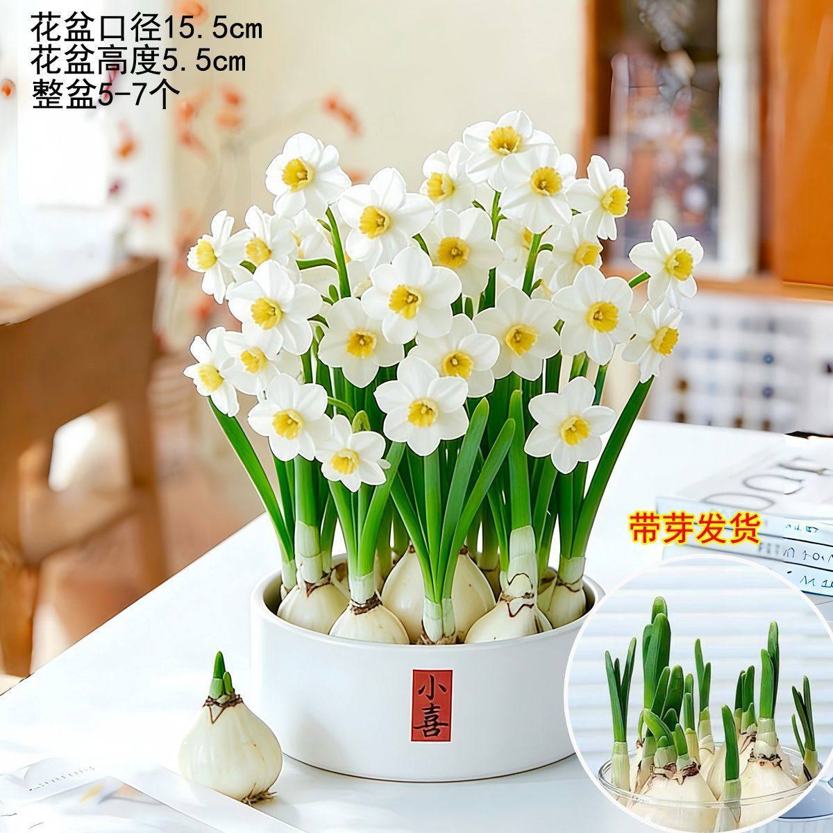 【shipped with bulbs】hydroponic zhanjiang narcissus with small xixi ceramic round pot