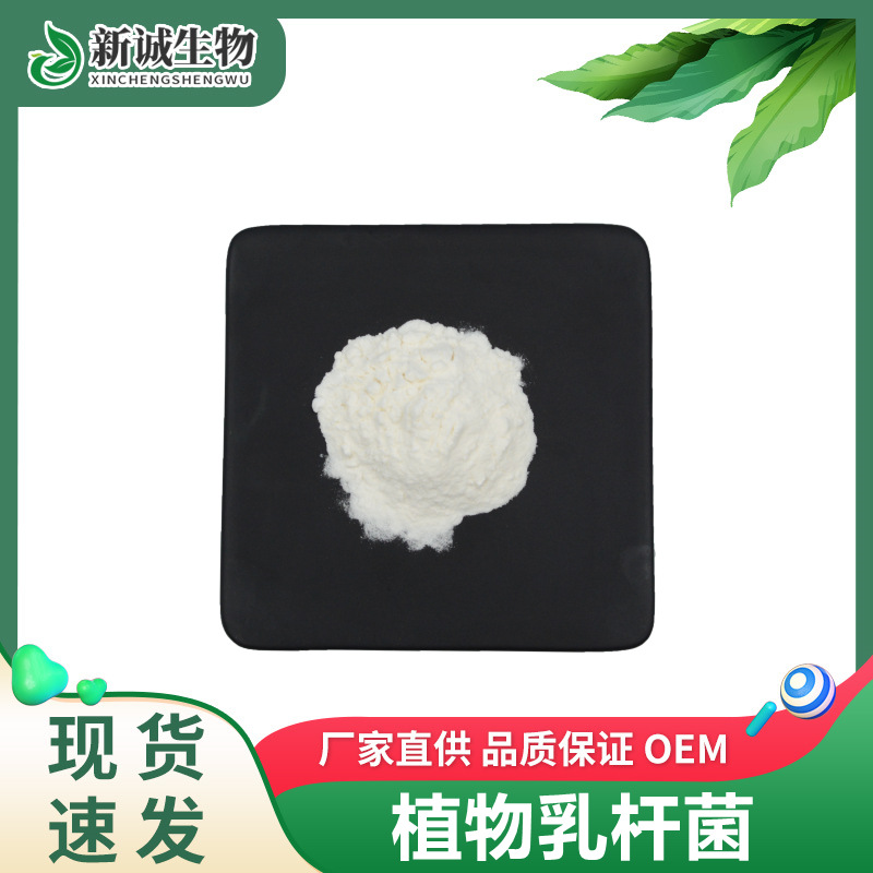 植物乳杆菌 100億cfu/g 凍幹型乳酸菌粉 食品級益生菌原料粉供應