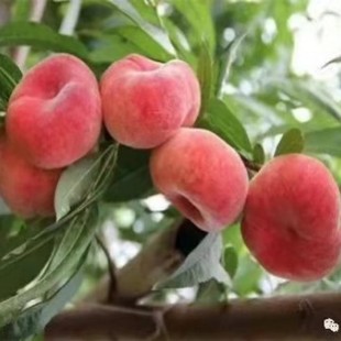 ����ˮ���Ҙ���޽��S������ҹ��䮔��Y���Ϸ������Nֲ�Ҙ����