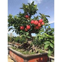 青香蕉蘋果樹苗南北方庭院地栽大樹室內盆栽嫁接矮化果樹當年結果
