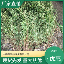 【基地批发】矮紫薇 园林绿化小苗 工程小苗 价格优惠 规格齐全