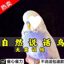 ���^��Ƥ�W�^������fԒ��С�B�������^�p�B���P�W�^�^�pĵ�����B