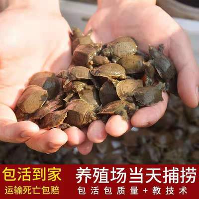 100% Survival Boutique A fry Outside the pond breed The Chinese people Turtle seedling A fry Turtles Fry