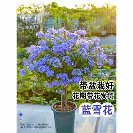 蓝雪花盆栽大苗鲜花卉绿植物室内带花苗阳台爬藤耐热四季好养开花