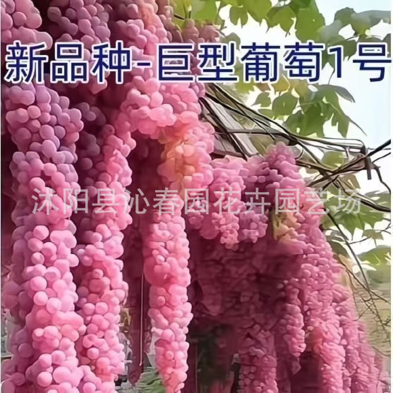 20 climbing grapes