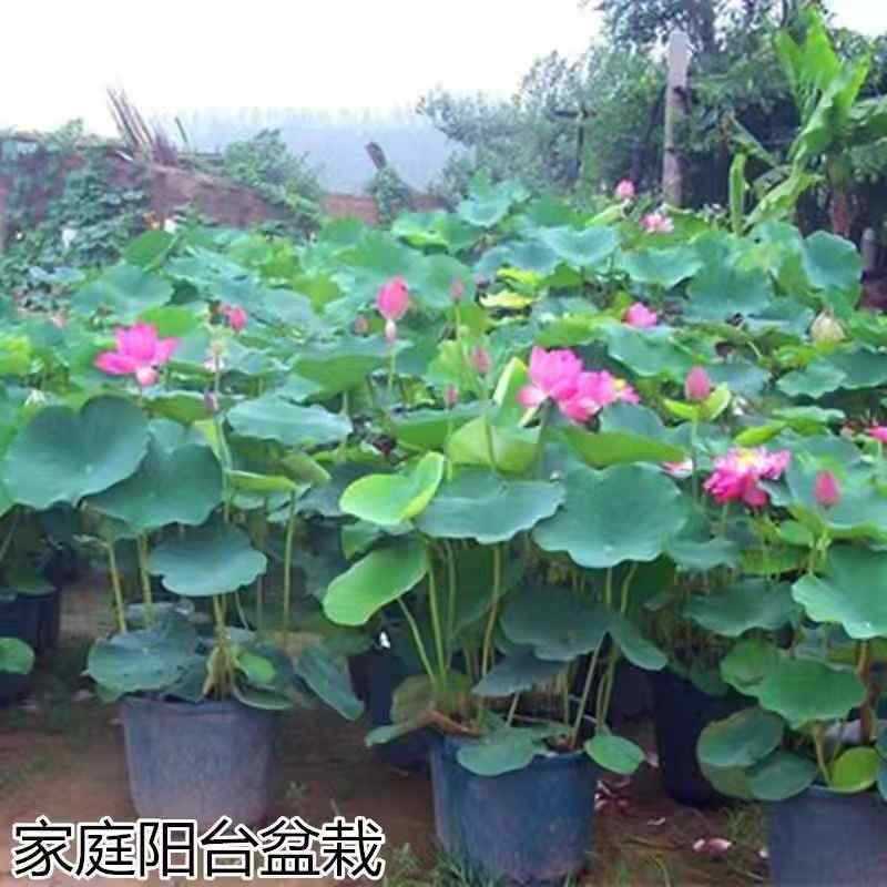 观赏荷花苗当年开花莲藕水生植物大型种藕种苗盆栽莲藕种根苗水培