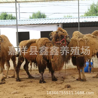 景区沙漠骑乘骆驼 山东养殖场供应骆驼崽价格 单峰骆驼活体出售