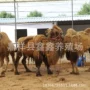 山东单峰景区活体骆驼