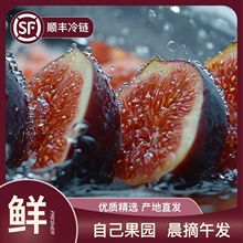 新鲜孕妇水果当季特大果波姬红皮无花果鲜果