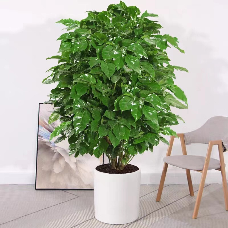 Happy Tree Living Room Potted Plant Large Office Air Purification Peace Tree Evergreen Fortune Tree Green Plant All Year Round