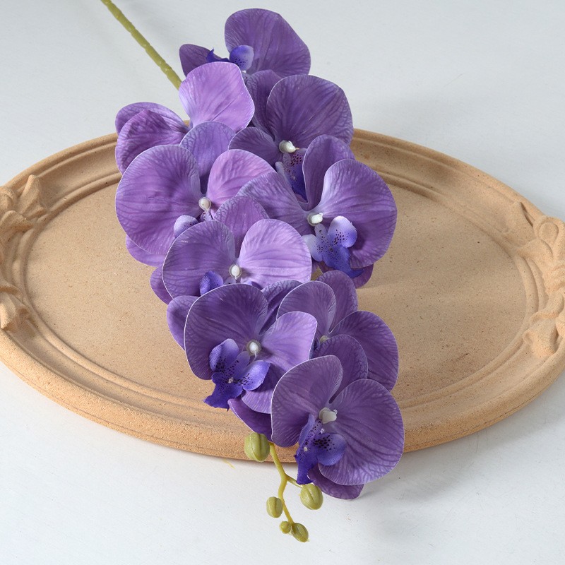 Phalaenopsis Película Púrpura No. 1