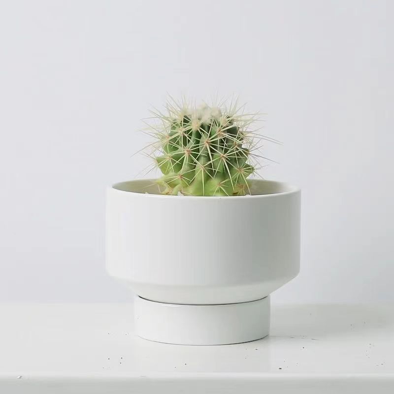 Un cactus de corazón pequeño maceta flores suculentas plantas verdes fáciles de alimentar y vivir decoración de escritorio de oficina fácil de vivir image 11
