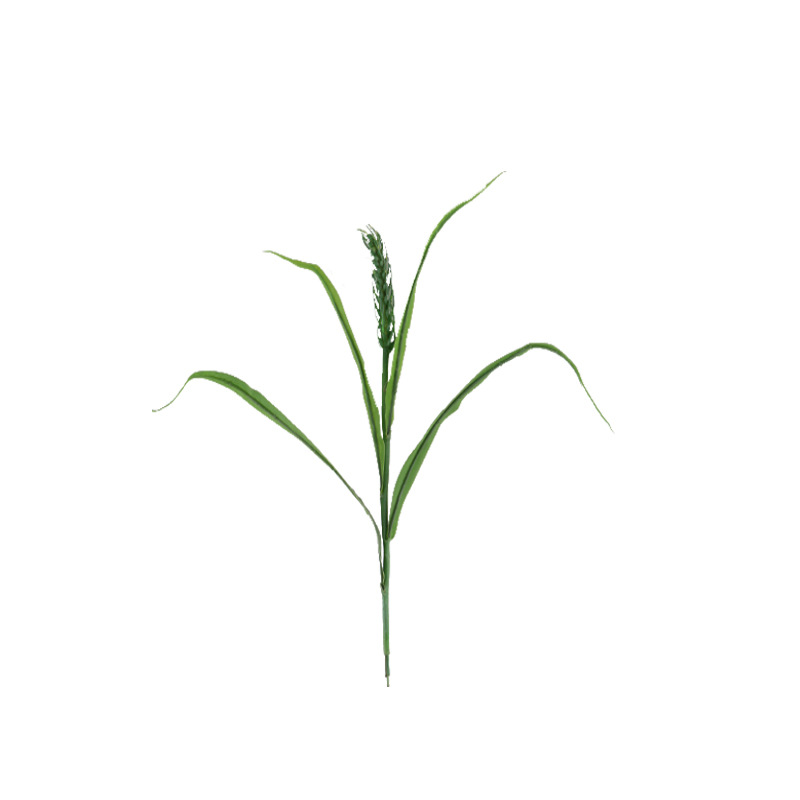 春色小麦 (6).jpg